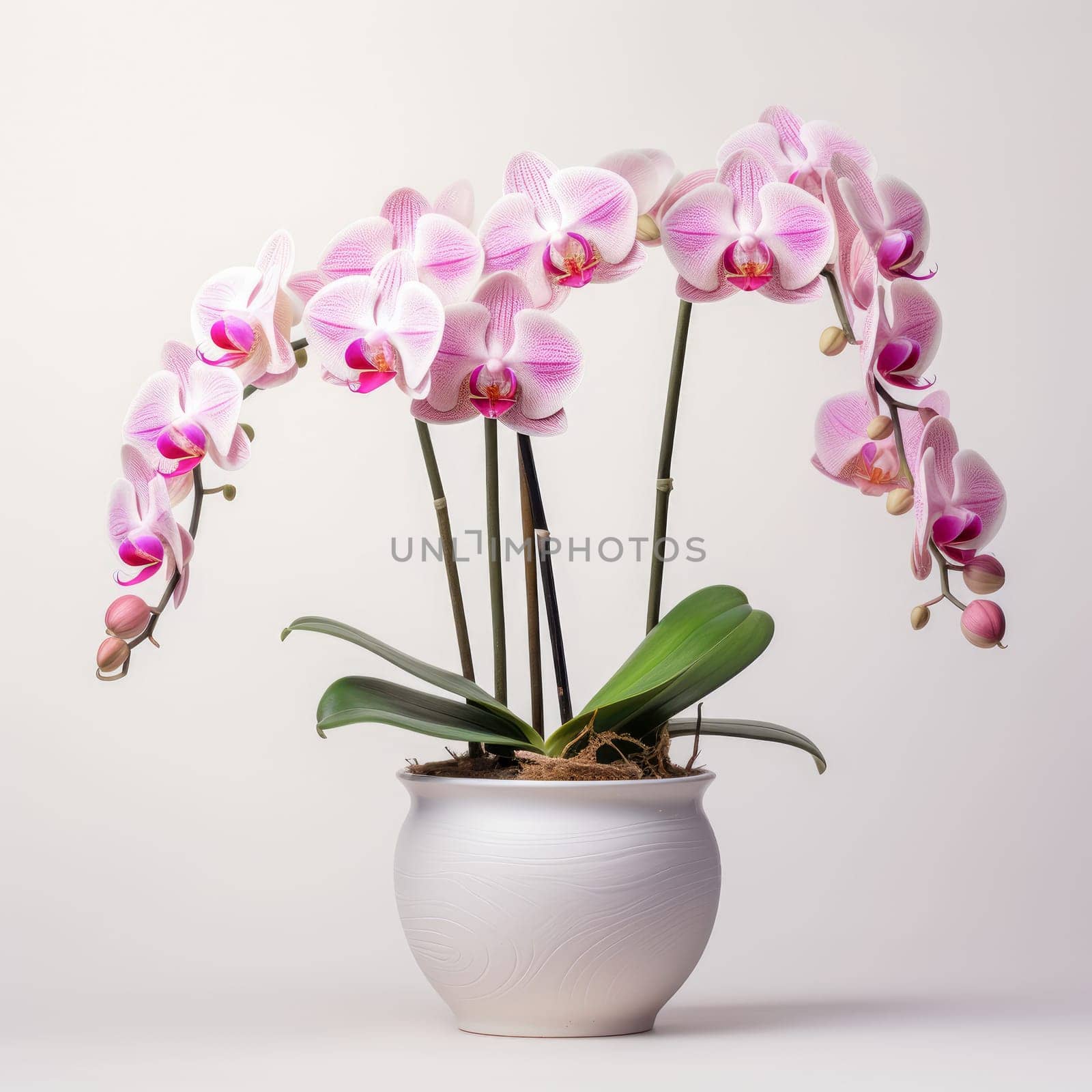 Pink orchid in a white flowerpot on white background. by Ramanouskaya