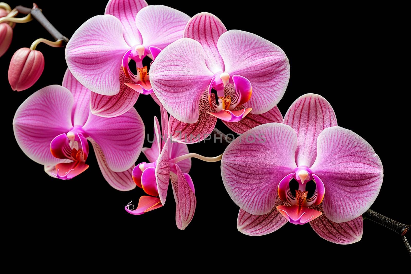 pink flower orchid Falinopsis on black background. Isolated object by Ramanouskaya