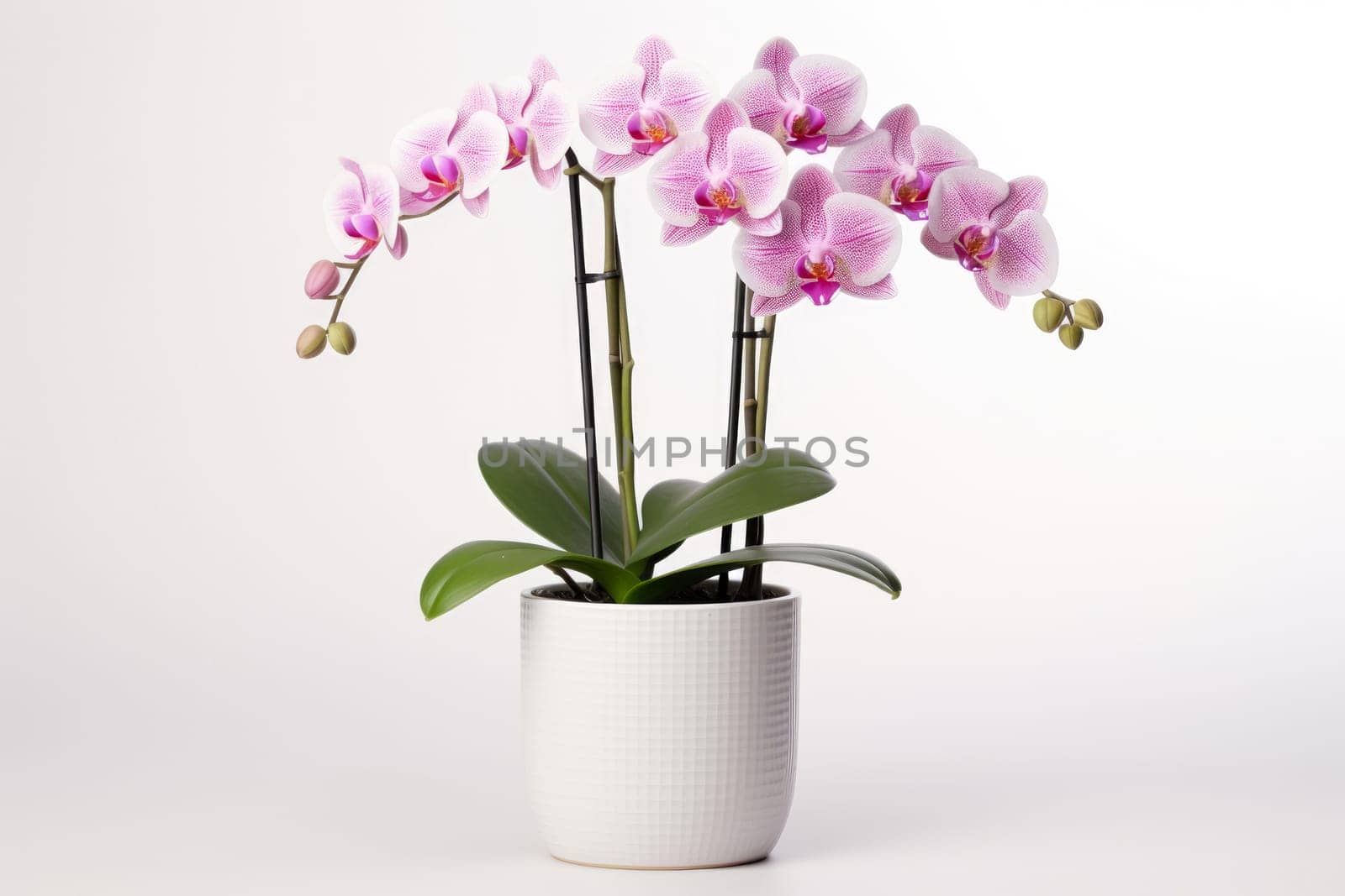 Pink orchid in a white flowerpot on white background. isolated object. by Ramanouskaya