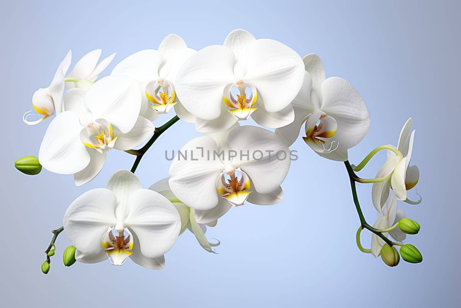 branch of a blooming pink orchid close-up on a white background by Ramanouskaya