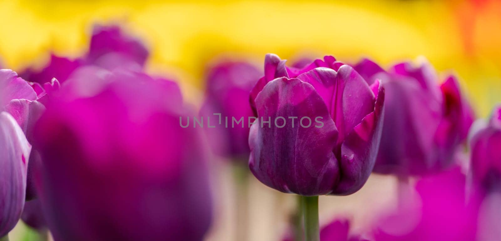 Magenta tulips spring blossoming, bokeh flower background, pastel and soft floral card, selective focus.
