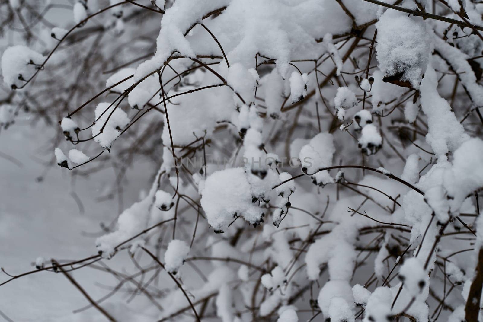shrub branch under heavy snow. Wintering. Plants. by electrovenik