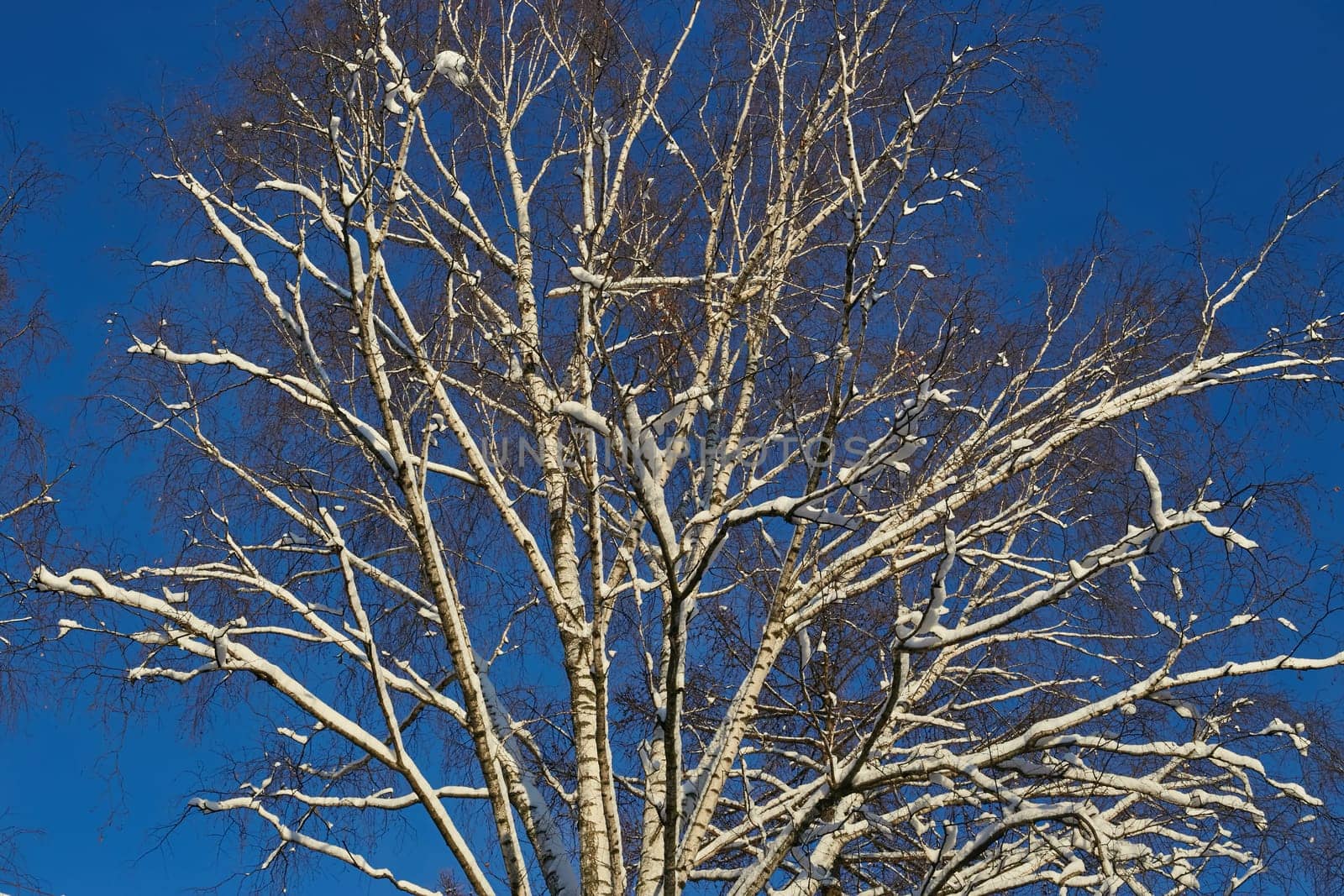 Photo a white birch tree in the snow in winter against a clear blue sky. Landscape. Nature. Trees.