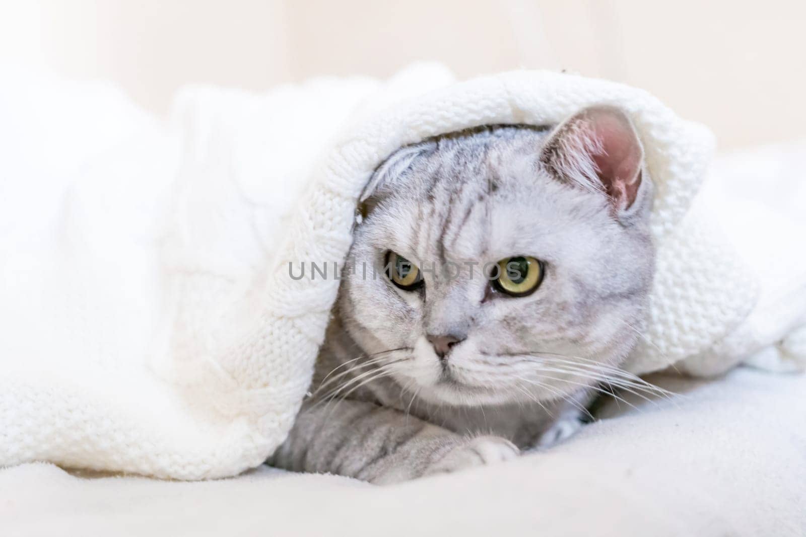 Relaxed Scottish cat wrapped in white blanket muzzle close up. Where: Unspecified location. Comfortable setting. Conveying cat's relaxation in cozy blanket