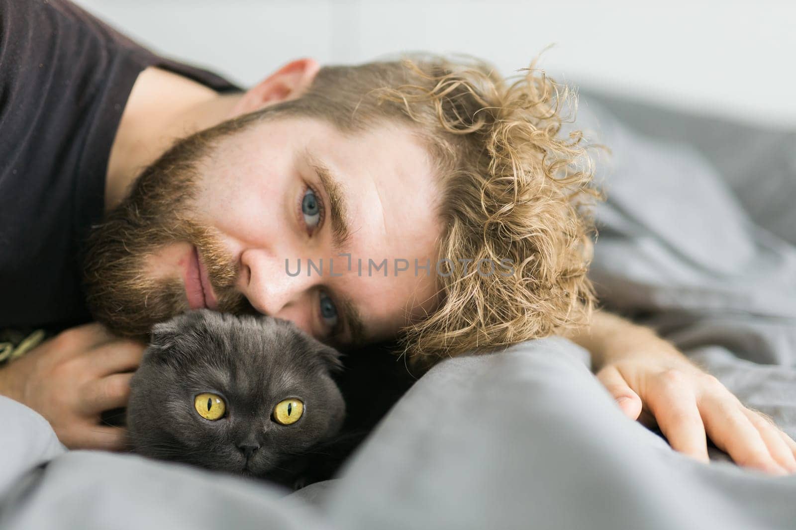 Funny scottish fold cat lying with male owner in bed. Pet concept by Satura86