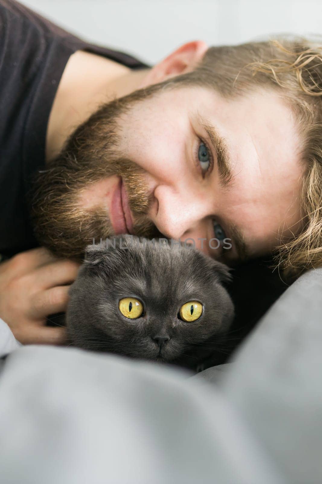 Happy handsome bearded man lying with a grey scottish fold cat. Playing with pet at home. Love and coziness leisure and pet animal protection concept. Scottish fold breed.