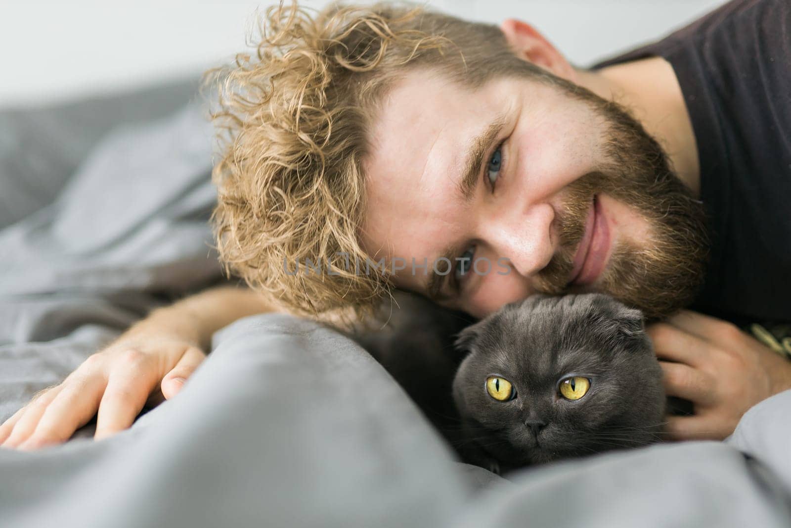 Funny scottish fold cat lying with male owner in bed. Pet