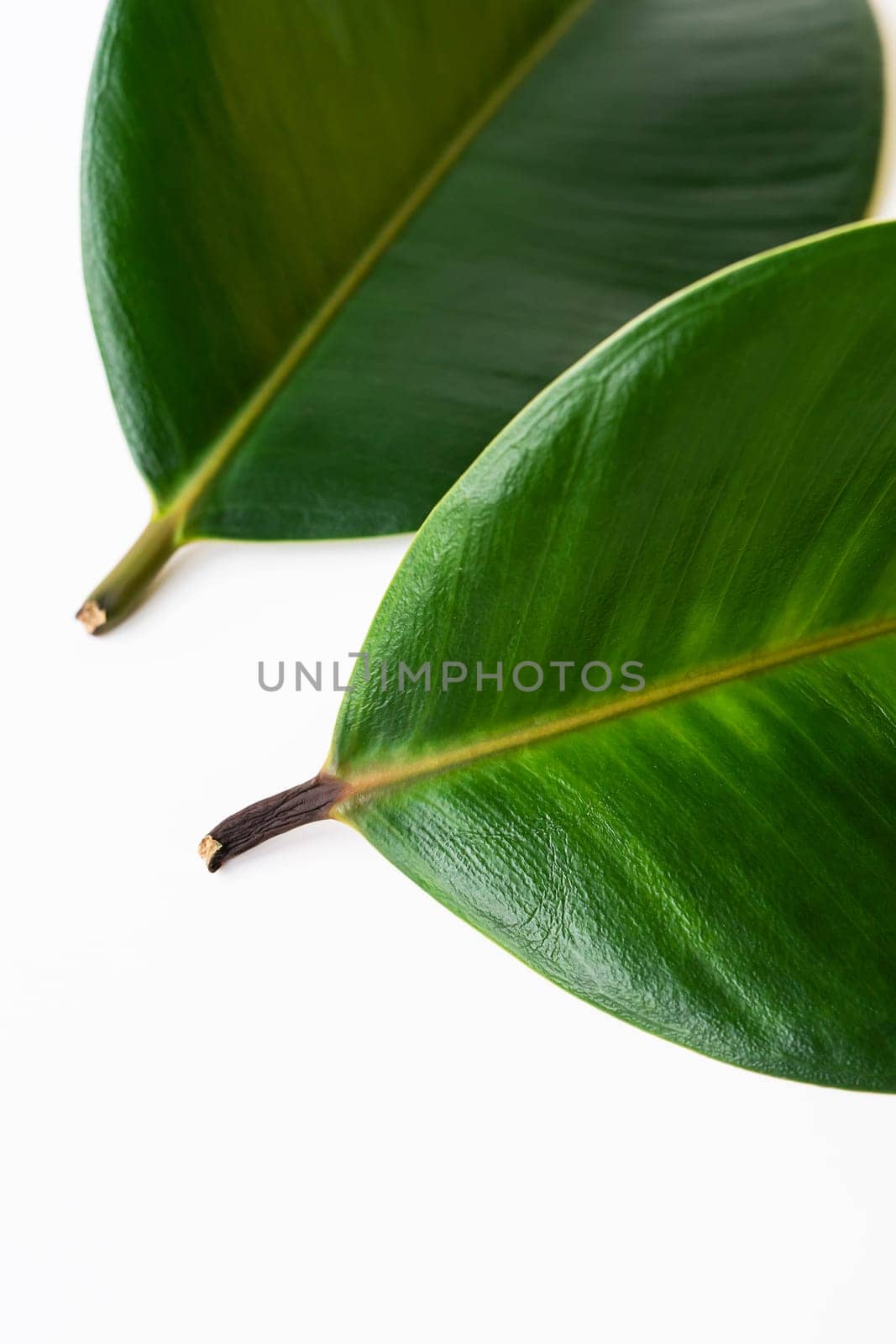 The image shows two vibrant green leaves with visible veins and stems, isolated on a white background. The leaves are large and have a prominent central vein that is lighter in color