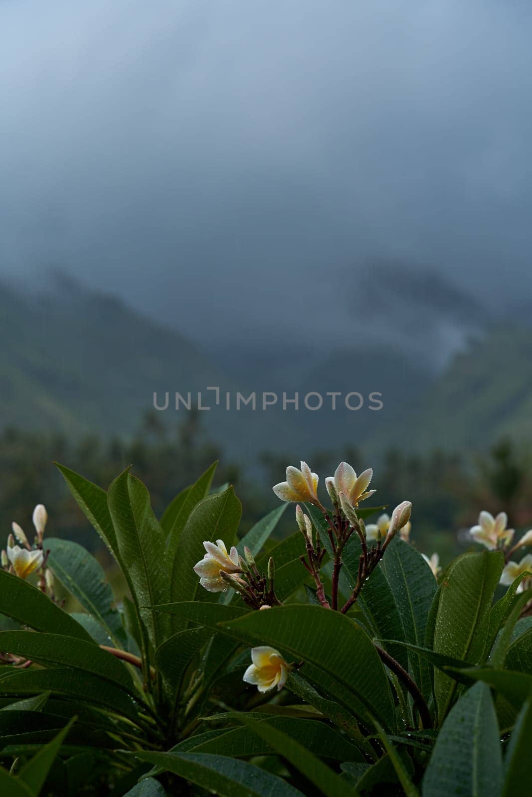 Tropical rainstorm. Drops fall on the Asian flowering frangipani tree against the background of cascading mountains. by Try_my_best