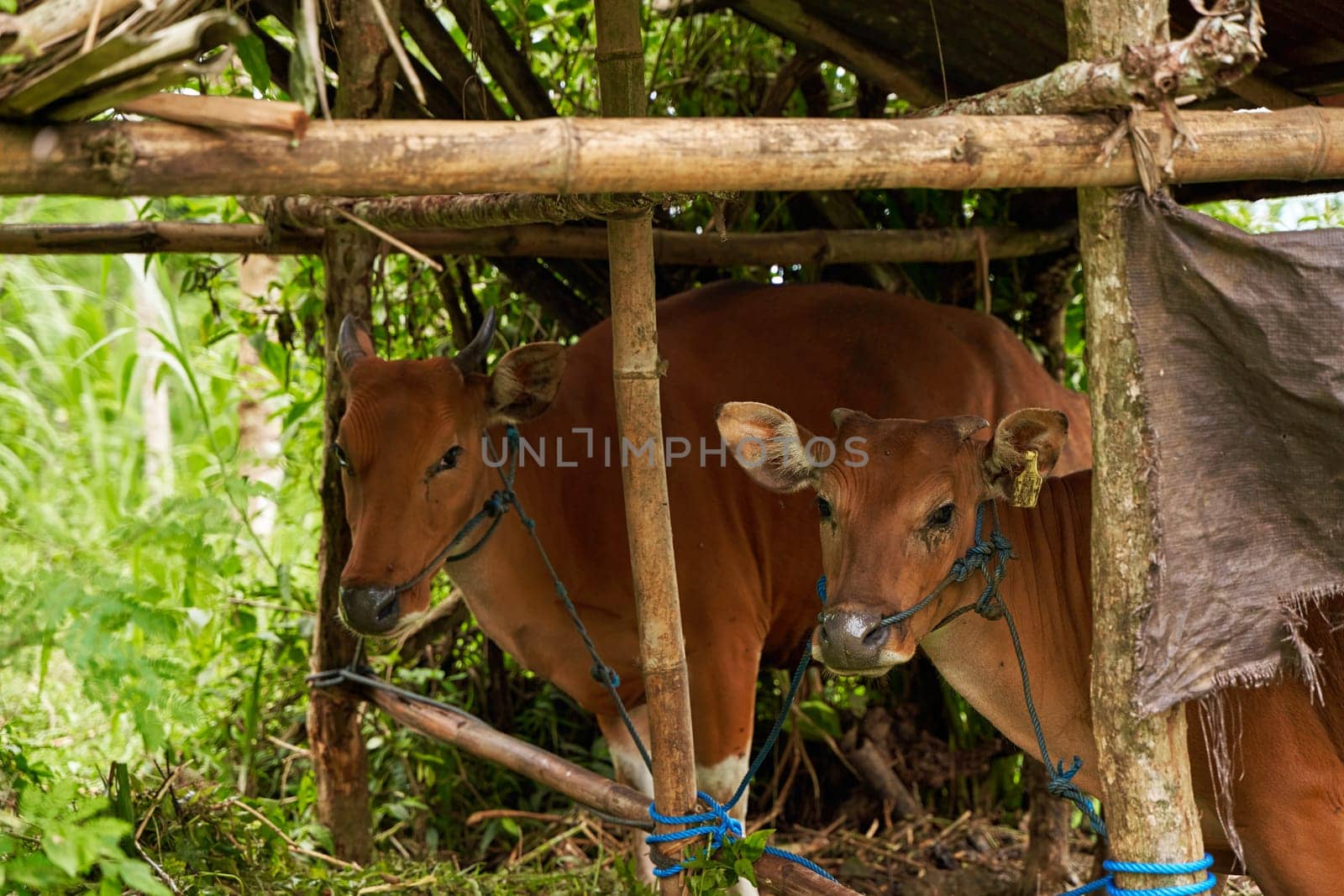 Balinese brown cows stand tied up in a stall under a canopy in the mountains