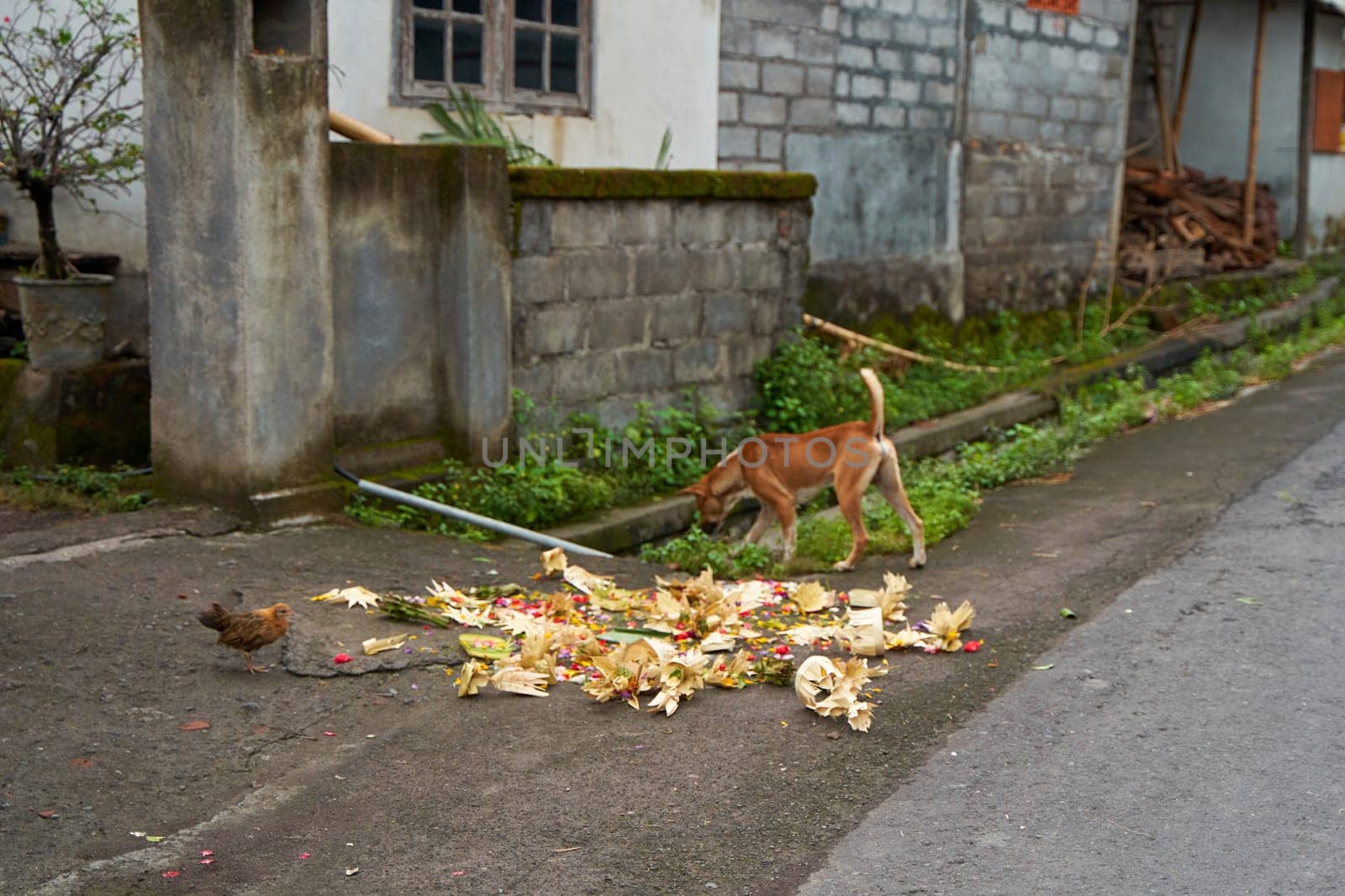 A dog looks for food in offerings on the side of the road in an Indonesian village in Bali. by Try_my_best