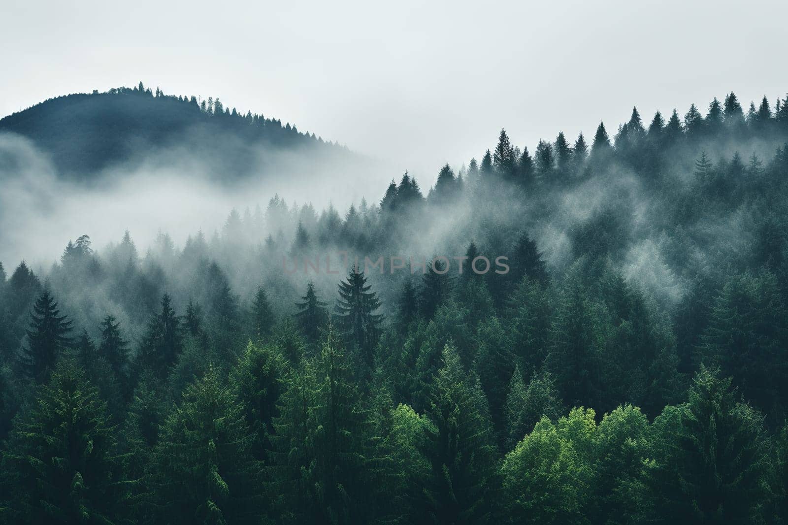 Top view of a misty coniferous forest. Generated by artificial intelligence by Vovmar