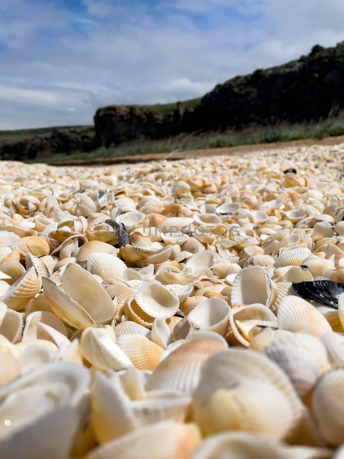 A pile of small seashells on the sea coast. Close up by Matiunina