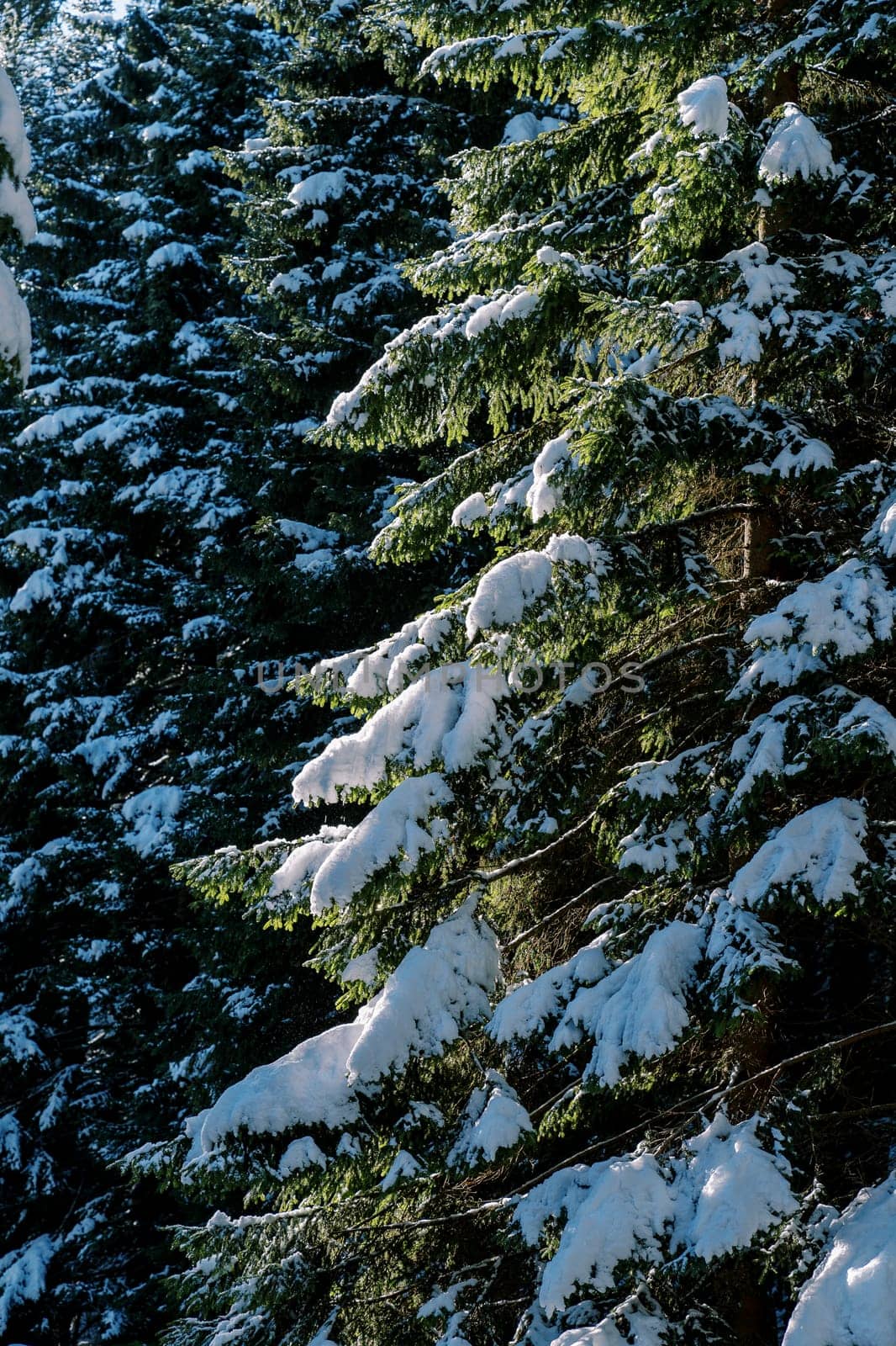 Snow lies on green branches of coniferous trees in the forest. High quality photo