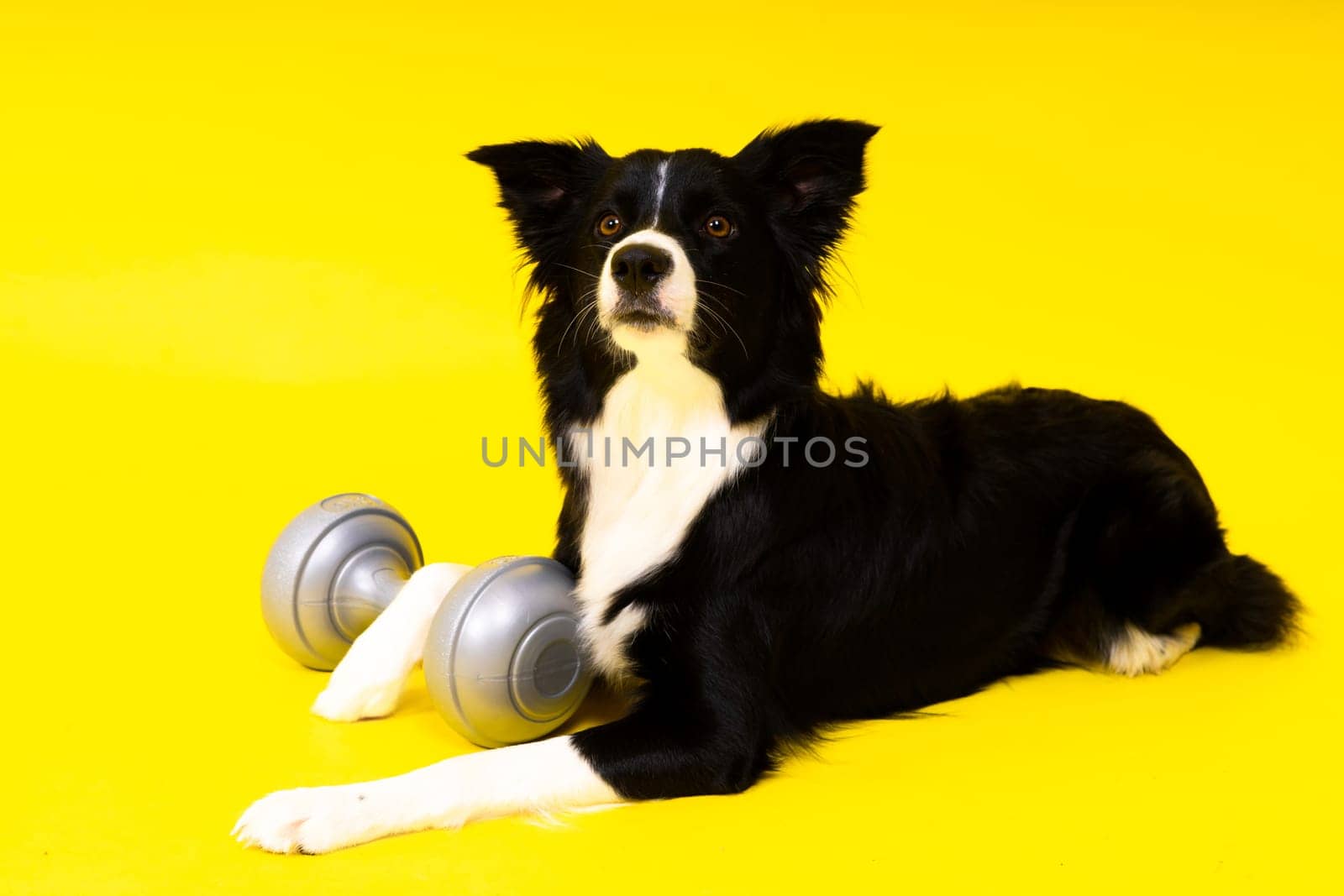 Border collie dog with a dumbbell shape apporte training object isolated