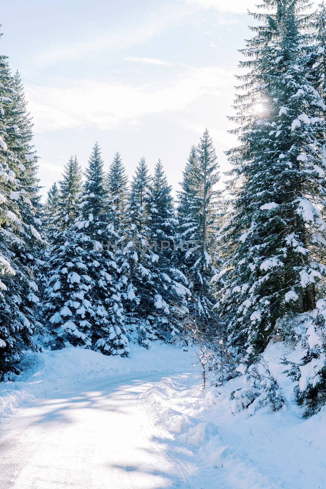 Snow-covered road in a coniferous winter forest in the sun rays. High quality photo