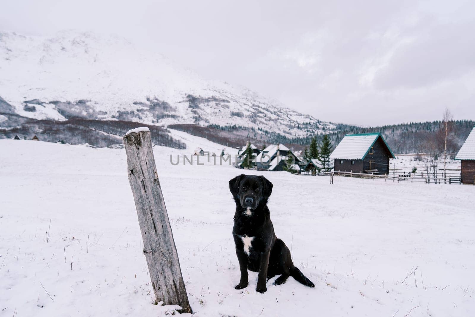 Black dog sits in the snow on the edge of a village in a mountain valley by Nadtochiy