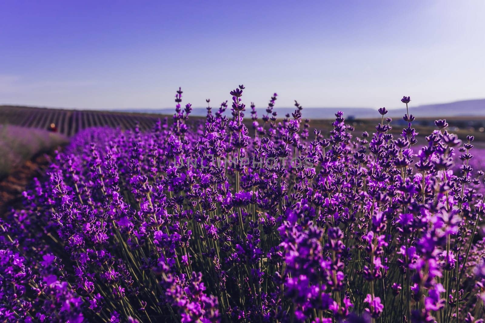 Lavender flower background with beautiful purple colors and bokeh lights. Blooming lavender in a field at sunset in Provence, France. Close up. Selective focus. by panophotograph