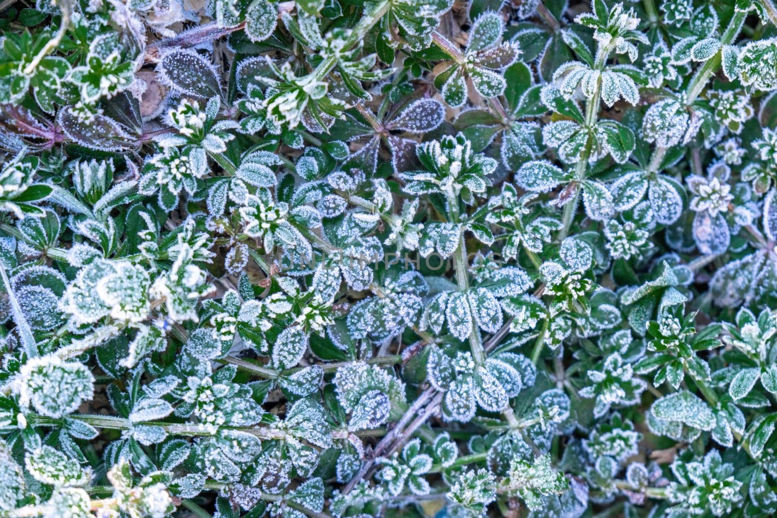 Beautiful frozen microcosmos. Freezing weather frost action in nature. First frost at frozen field plants close-up autumn shot