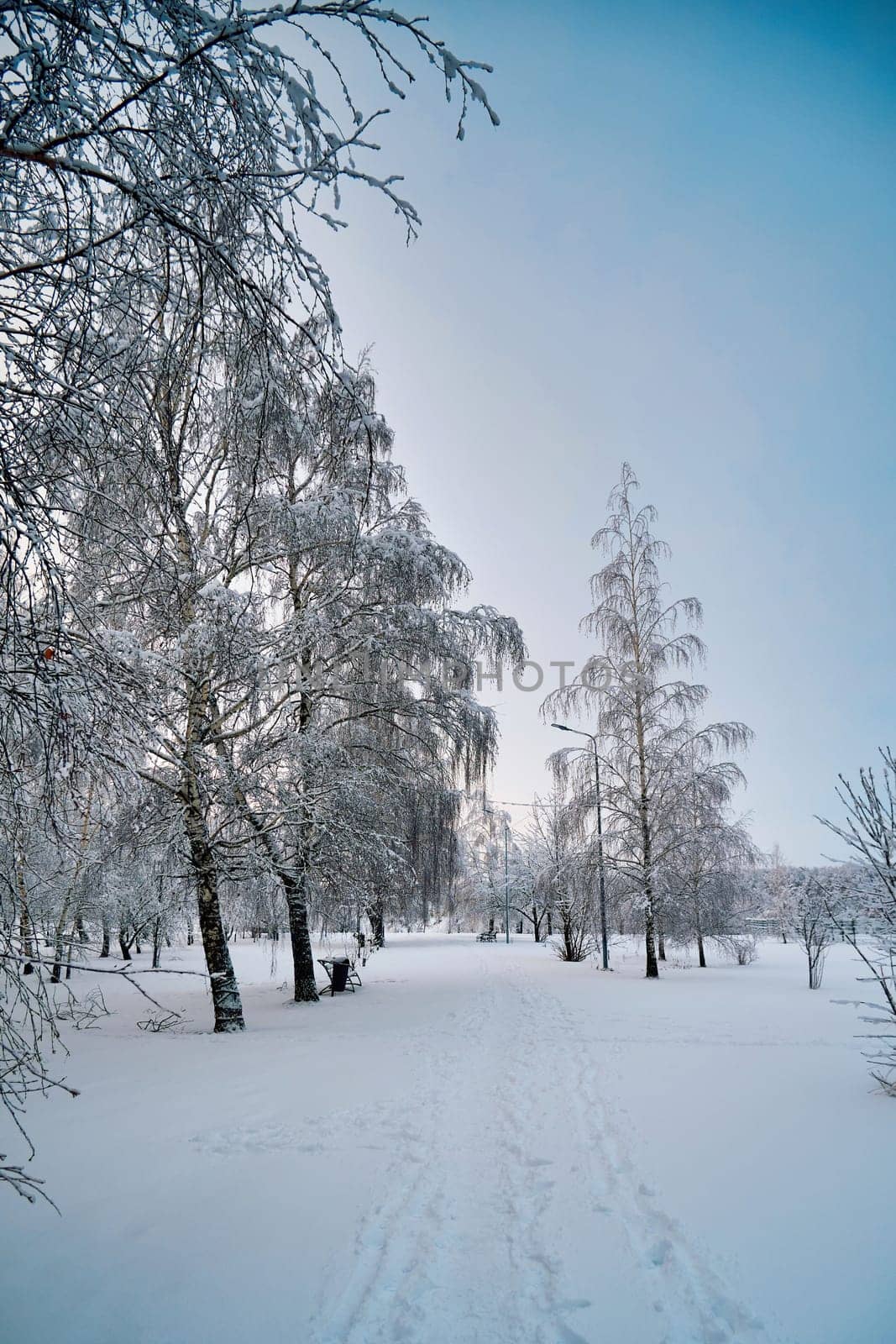 Winter landscape with trees covered with snow and frost in a park