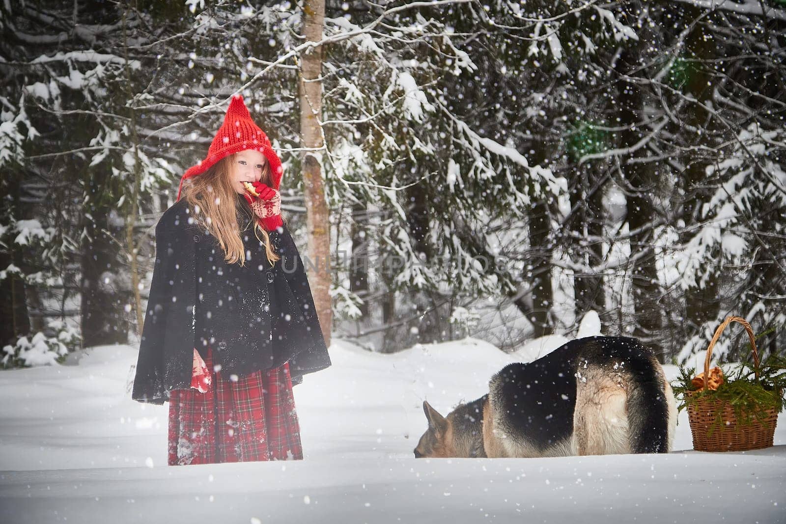 Cute little girl in red cap or hat and black coat with basket of green fir branches in snow forest and big dog shepherd looking as wolf on cold winter day. Fun and fairytale on photo shoot