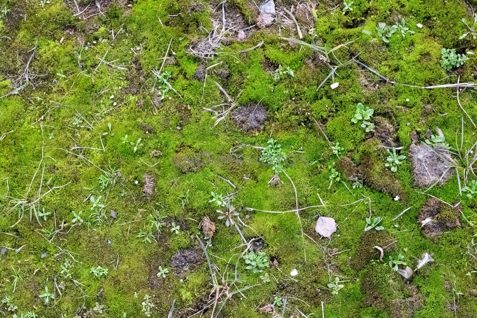 Green moss on the ground and grass, background or texture