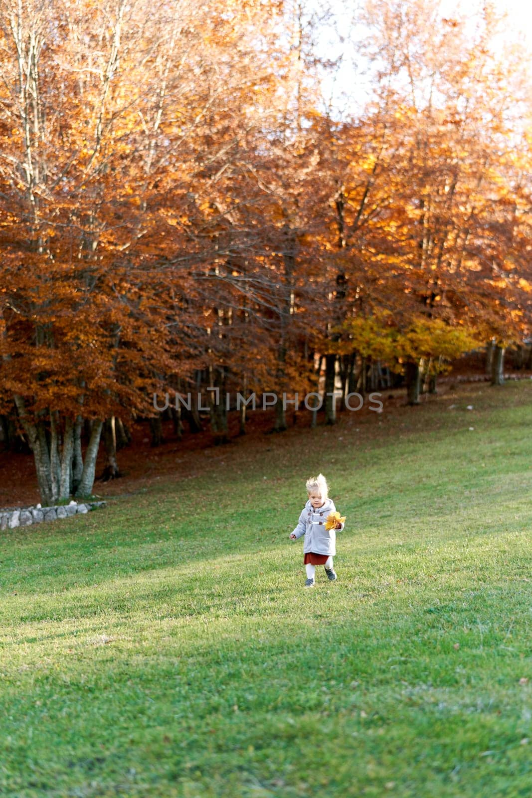 Little girl with a bouquet of autumn leaves walks through a green meadow by Nadtochiy