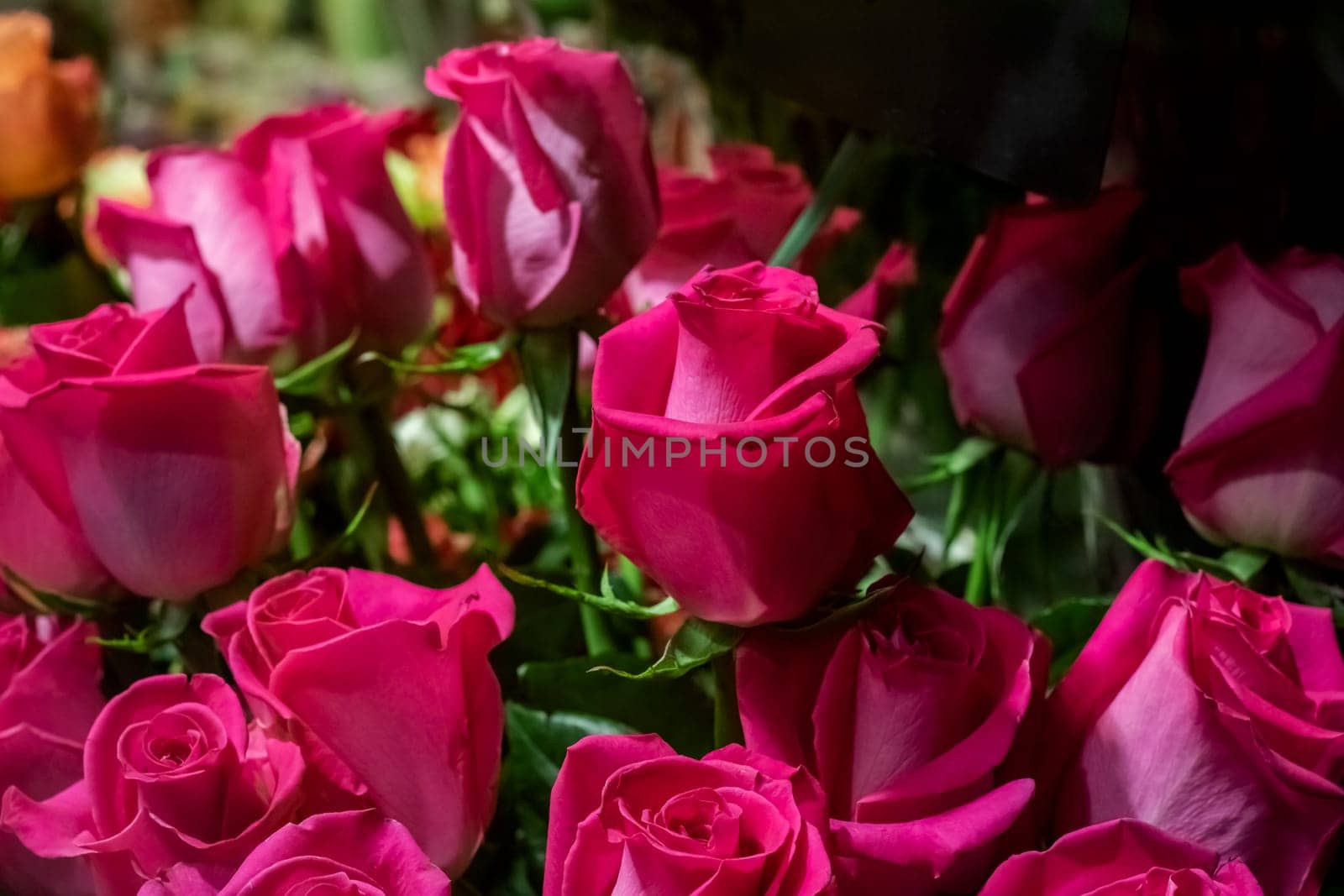 Red and pink roses close up background by Vera1703