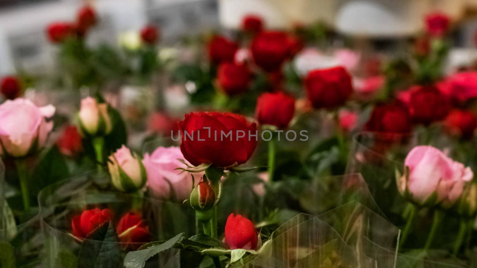 Red and pink roses close up background by Vera1703