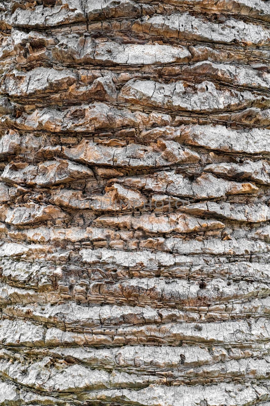the texture of the bark of a palm tree. photo