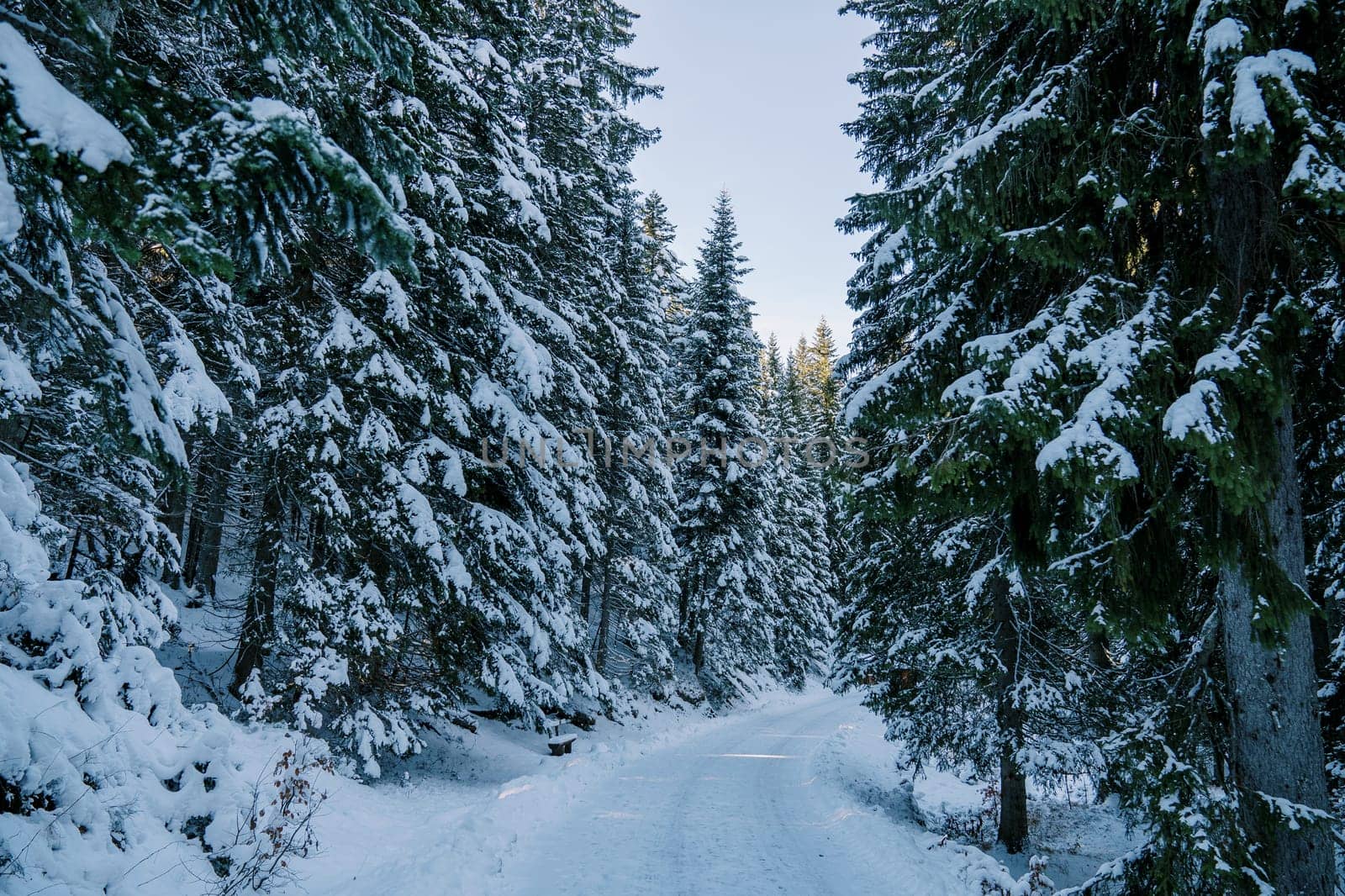 Turn of the road in a snowy pine forest. High quality photo