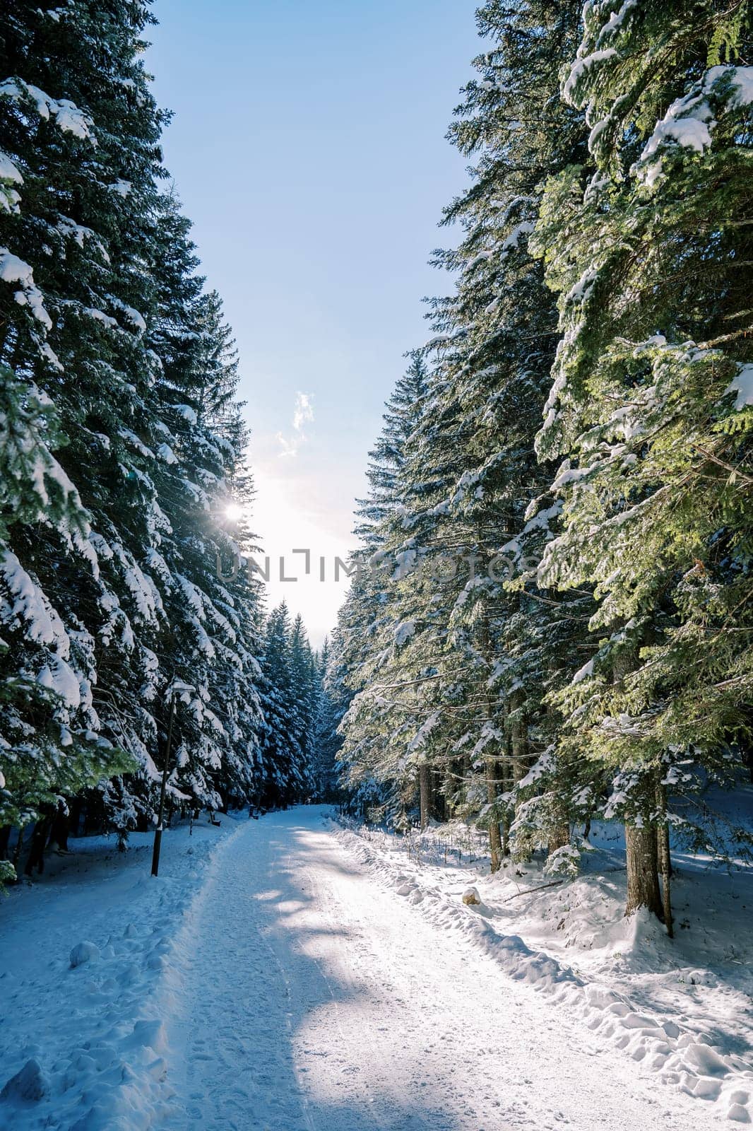 Sun shines on a snow-covered road through tall coniferous trees. High quality photo