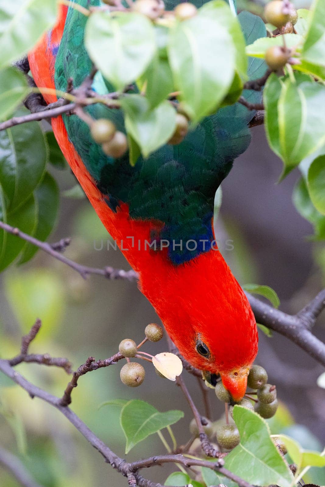 Australian King Parrot eating tree fruit in Melbourne, Victoria Australia