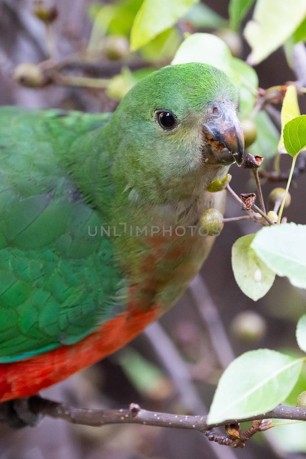 Australian King Parrot eating tree fruit in Melbourne, Victoria Australia