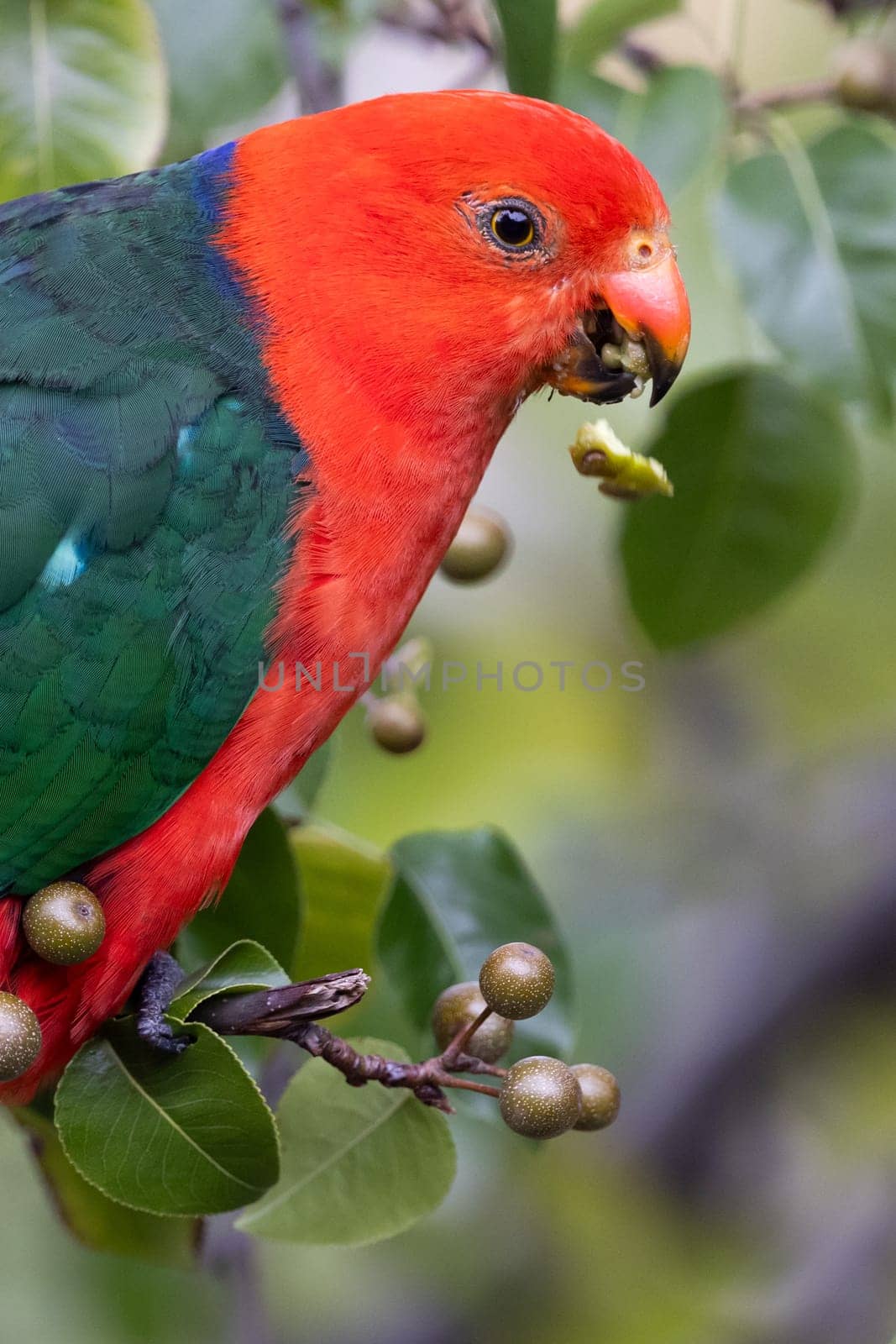 Australian King Parrot in Victoria Australia by FiledIMAGE