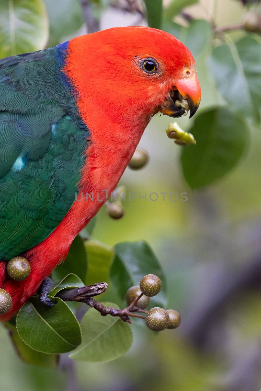 Australian King Parrot eating tree fruit in Melbourne, Victoria Australia