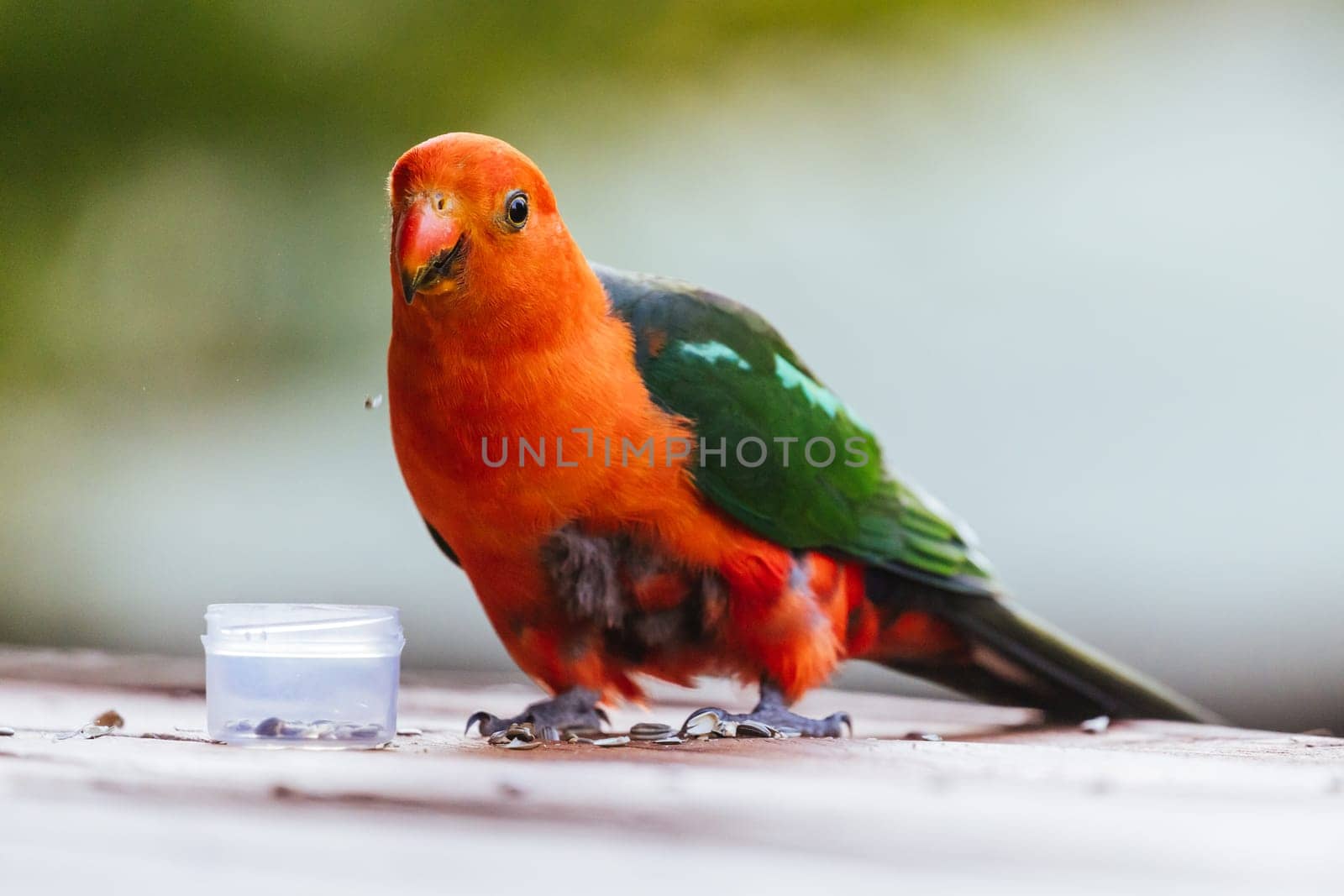 Australian King Parrot looking for food at a house in Yackandandah, Victoria Australia