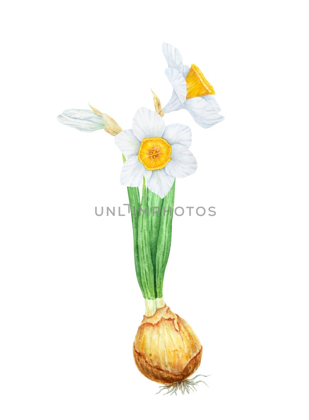 Narcissus, watercolor illustration of daffodils. Hand drawn watercolor painting of a fragrant spring garden flower. White and yellow botanical painting for greeting, wedding, Easter, Mothers day print.