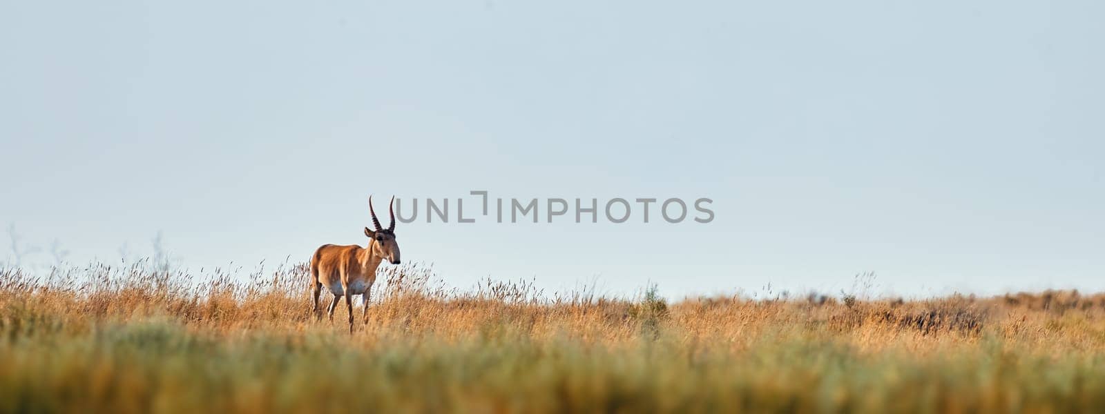 A young male saiga antelope. Portret of wild antelope in the steppe. Saiga tatarica antelope grazing in the steppe. endangered species saiga.