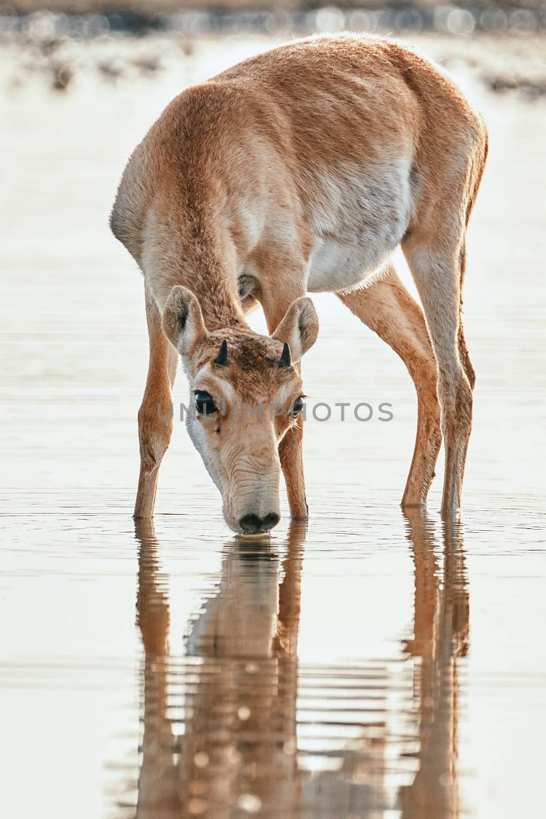 A young male saiga antelope standing in the water, at a watering hole. Portret of wild antelope in the steppe. Saiga tatarica antelope near waterhole. endangered species saiga by EvgeniyQW