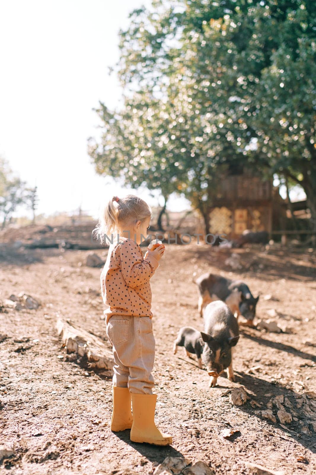 Little girl with an apple in her hand stands near fluffy small pigs grazing in the park. High quality photo