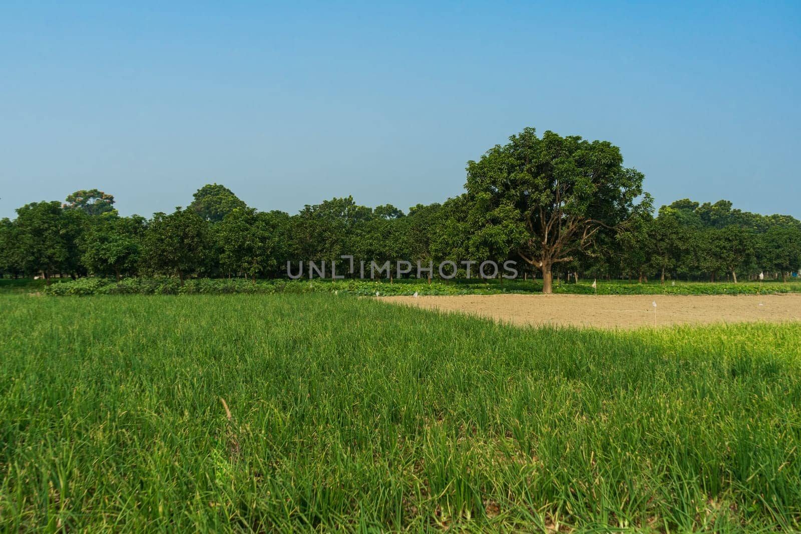 Plot with garden and vegetable garden, Bangladesh