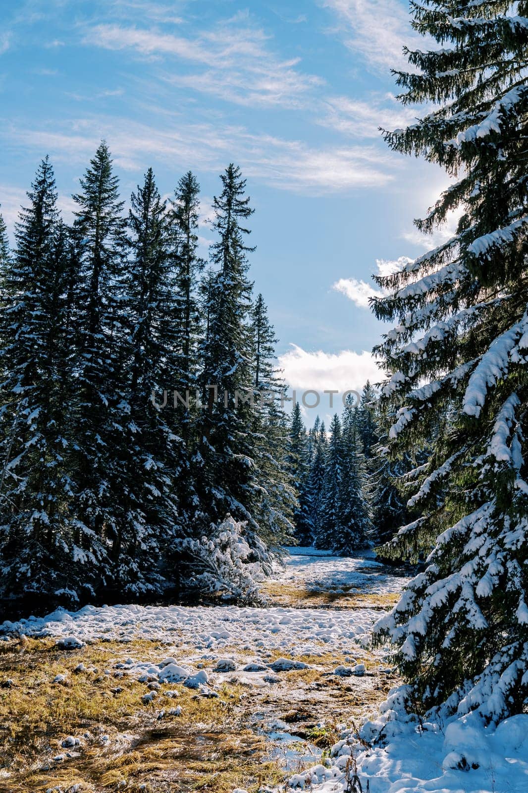 Snowy coniferous forest in bright sunlight. High quality photo