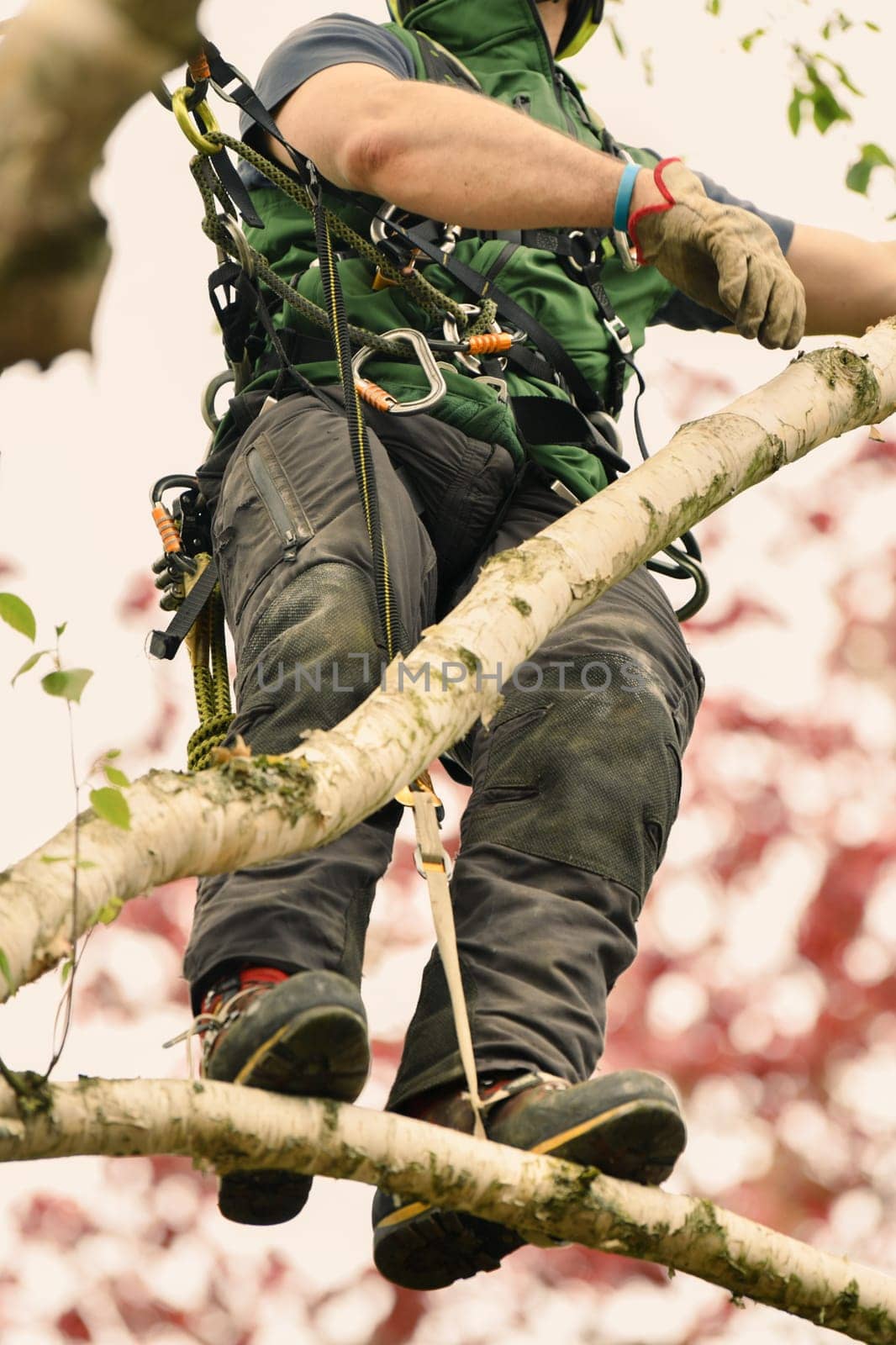 Man climber on a tree to trim branches by Godi