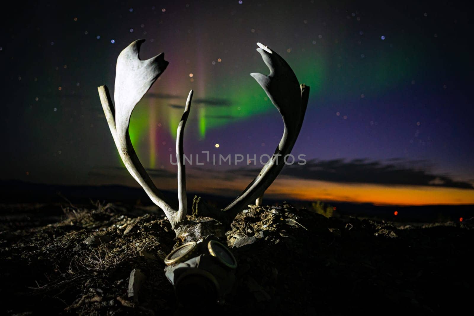 An old deer skull in gas mask with horns on background of northern lights