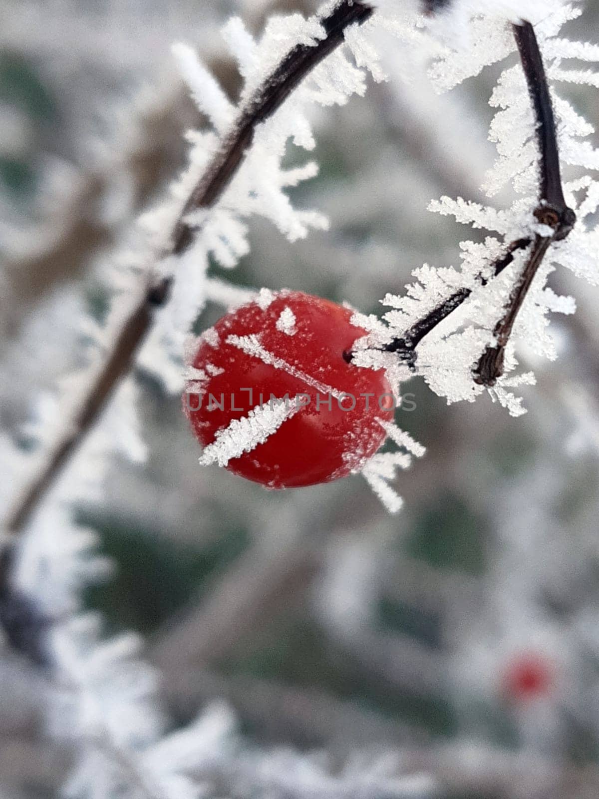 Red viburnum berry in white snow crystals close-up.