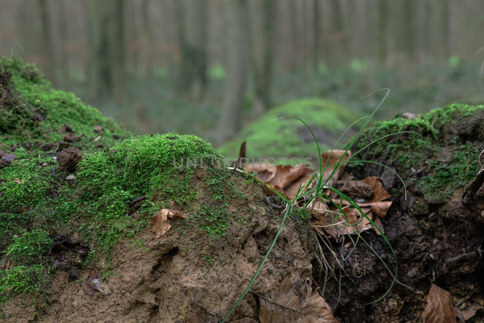 A closeup of green moss on the ground in a forest