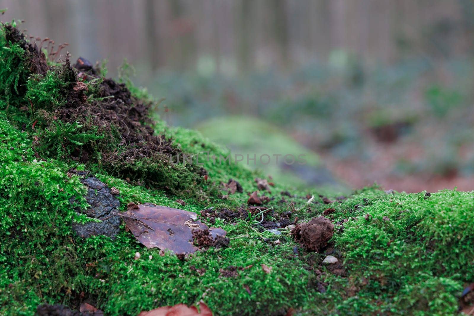 A closeup of green moss on the ground in a forest