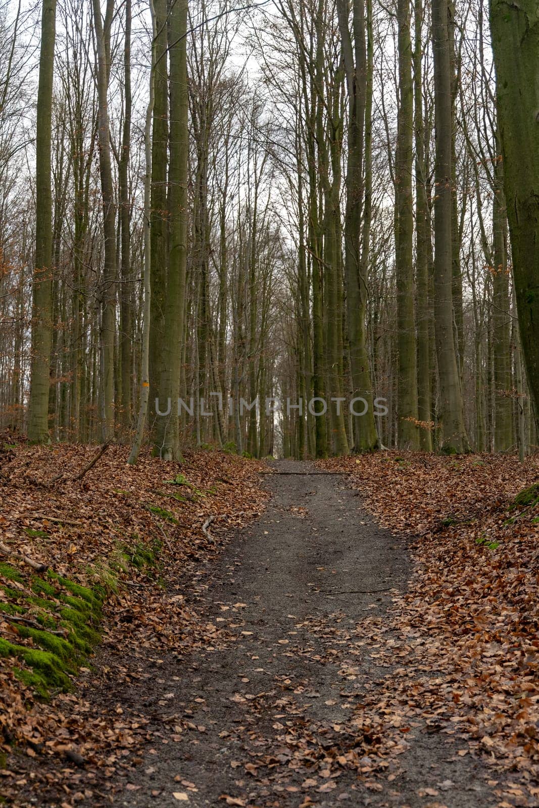 A scenic view of a pathway in a forest on an autumn day
