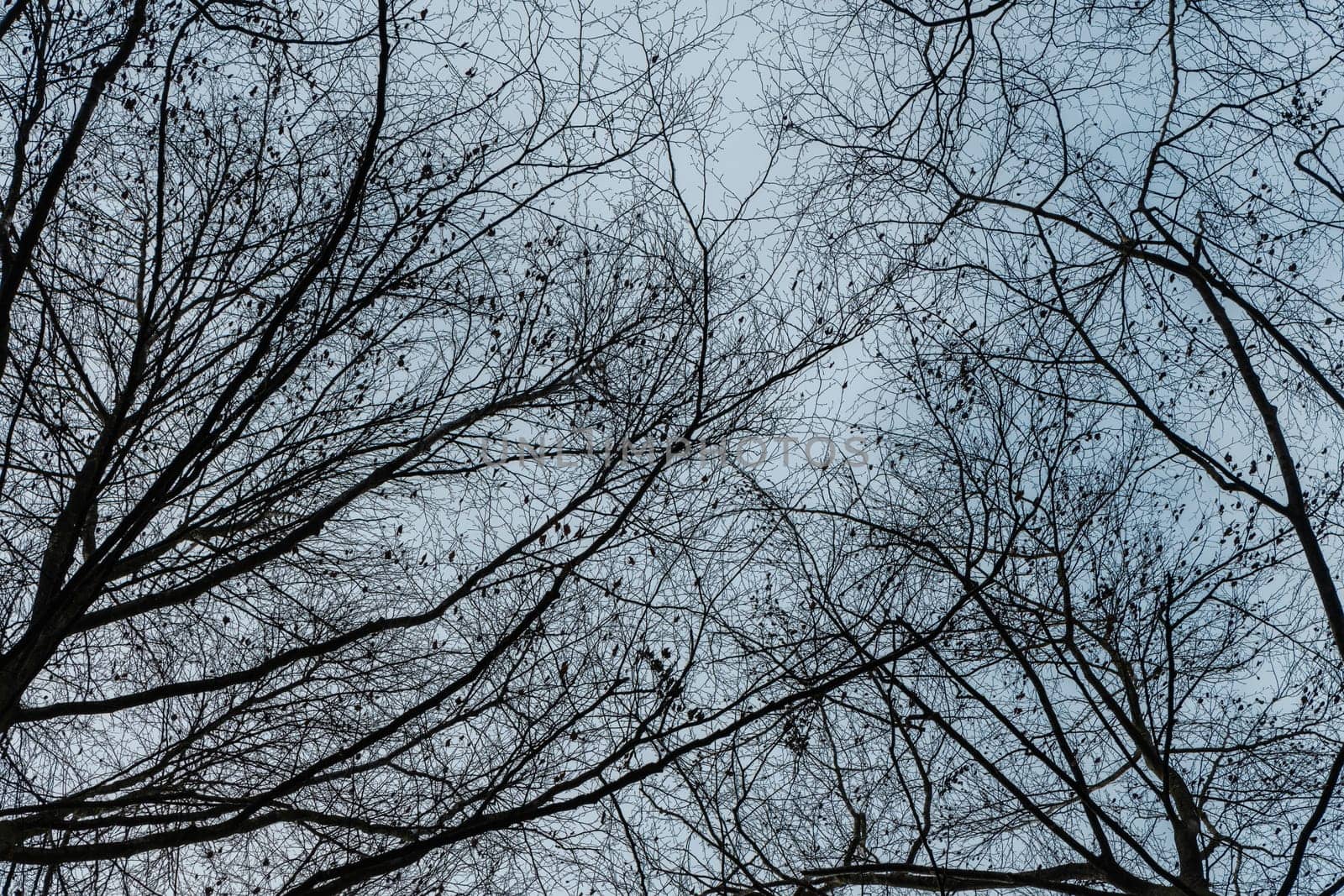 A low angle of bare branches of trees against the cloudy sky in a forest